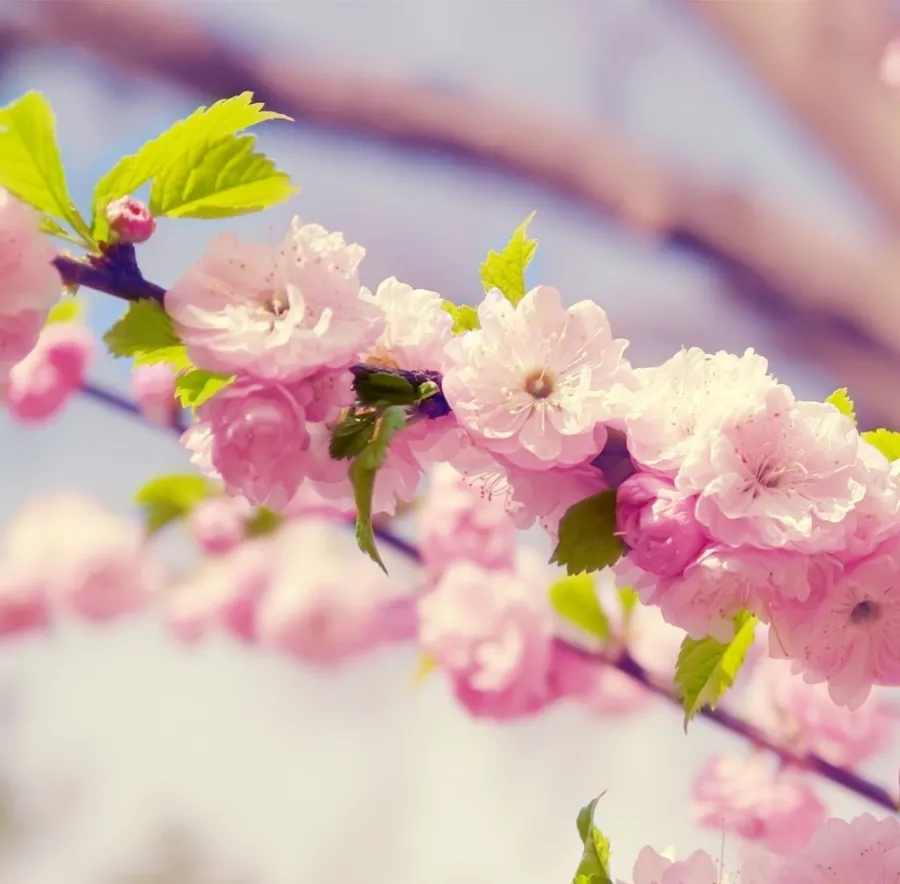 Spring Ipad
