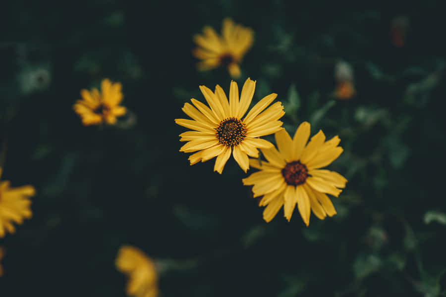 Girasolegiallo vibrante in piena fioritura