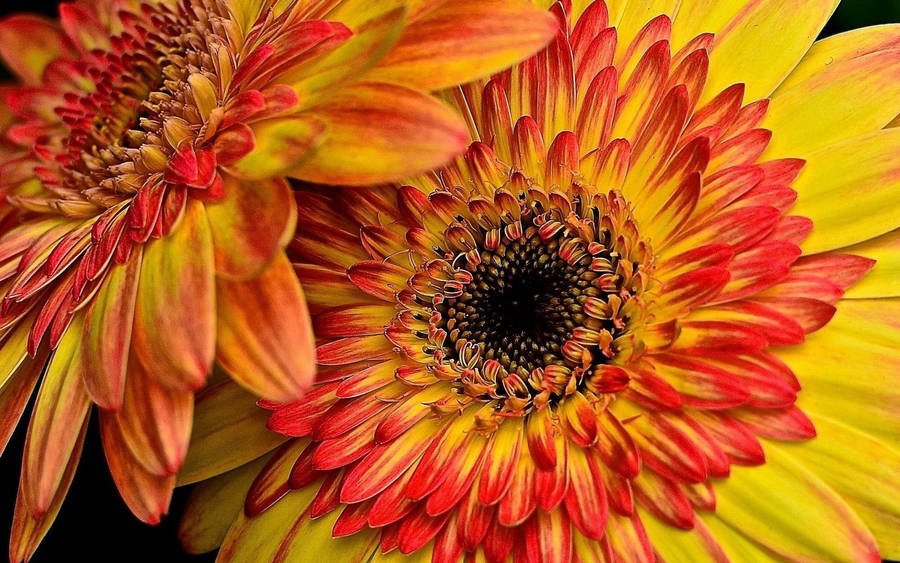 Download Orange And Yellow Gerbera Flowers Wallpaper 