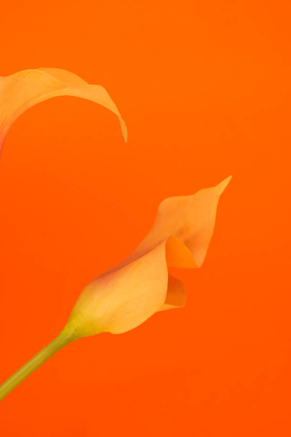 Download Orange And Yellow Petals Wallpaper | Wallpapers.com