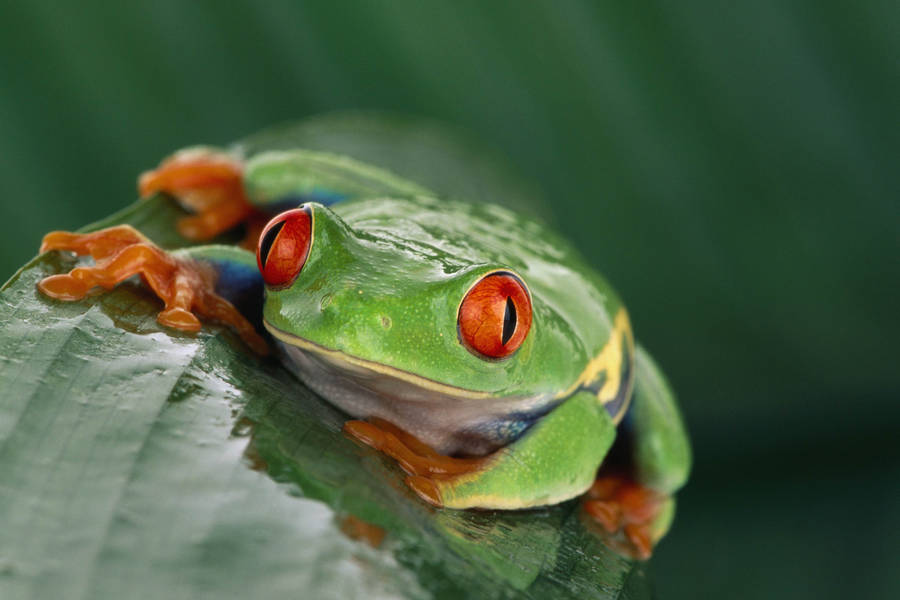 Orange-Eyed Frog wallpaper