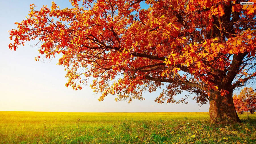 Large tree with orange leaves on yellow grass field wallpaper