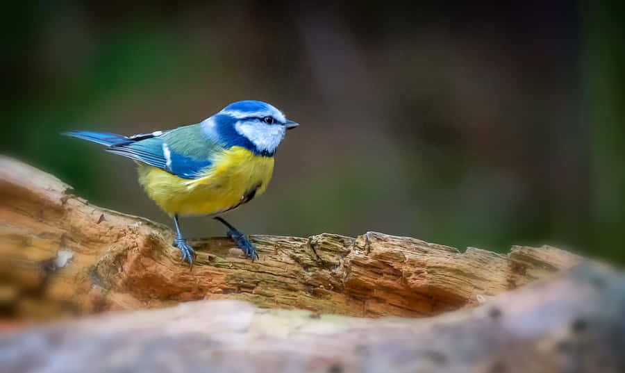 Vibrant Blue Tit På Gren.jpg