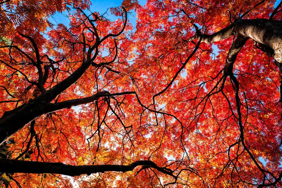 Tree pictures