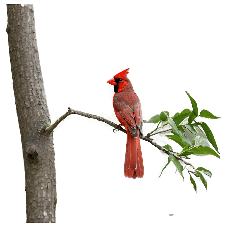 Majestic Red Cardinal PNG hit65
