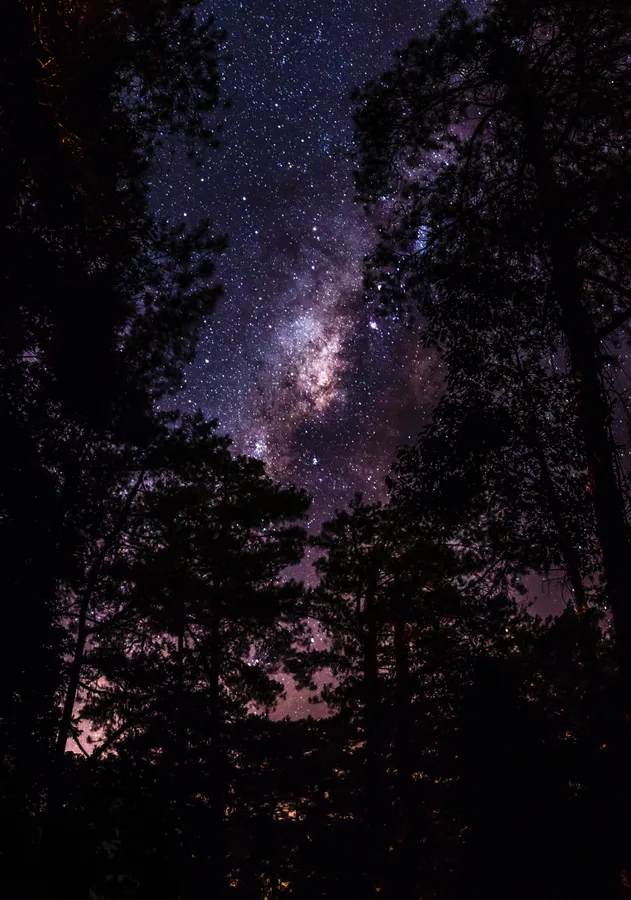 Night Forest