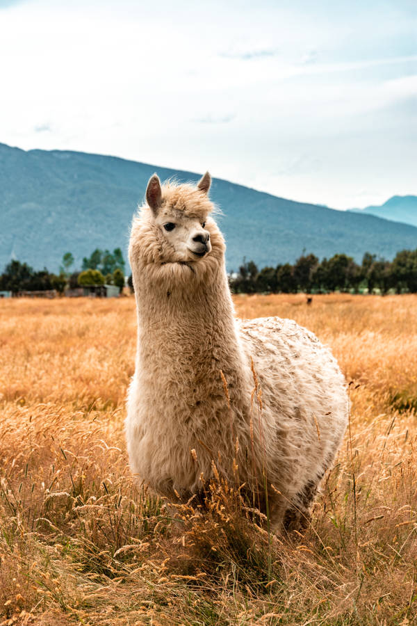 Adorabileritratto di un lama tenero e pelosetto