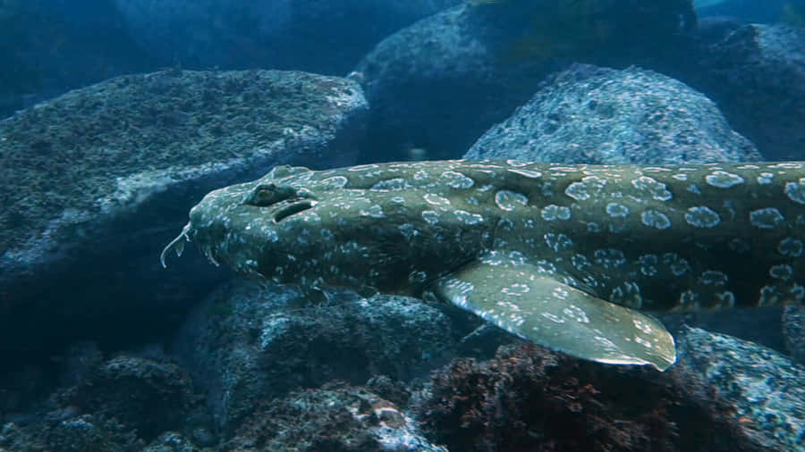 Ein majestätischer Wobbegong-Hai, der auf dem Meeresboden liegt