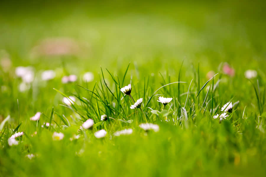 umcampo verde com flores brancas