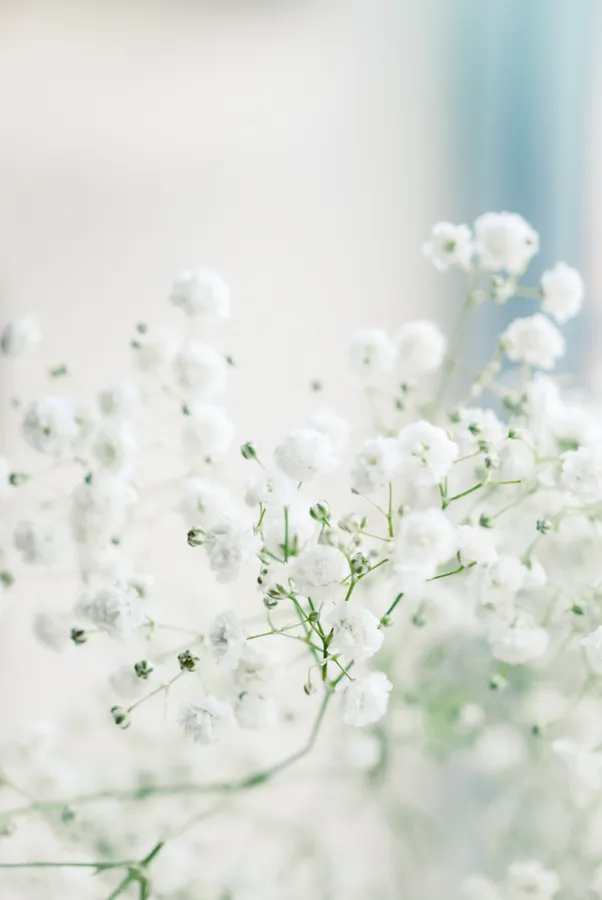 Flower Background