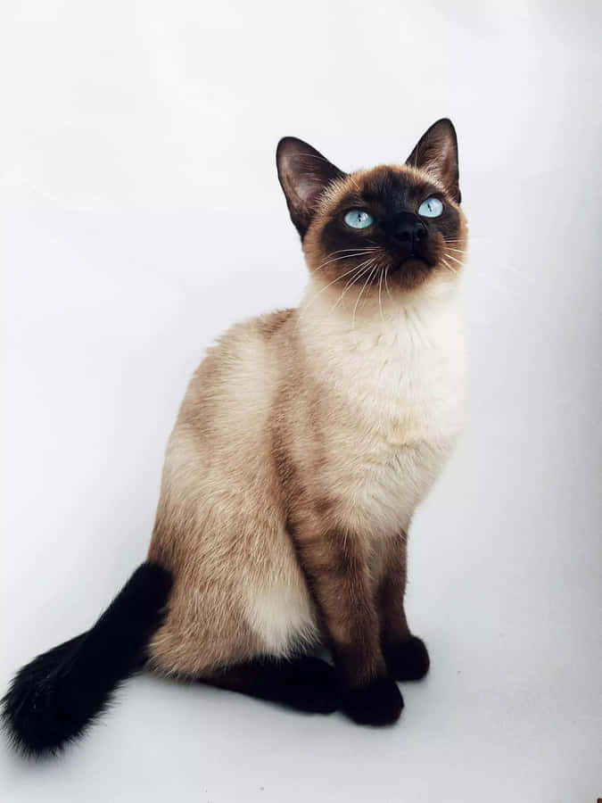 Thailändskblå katt 1920 x 2560 tapet