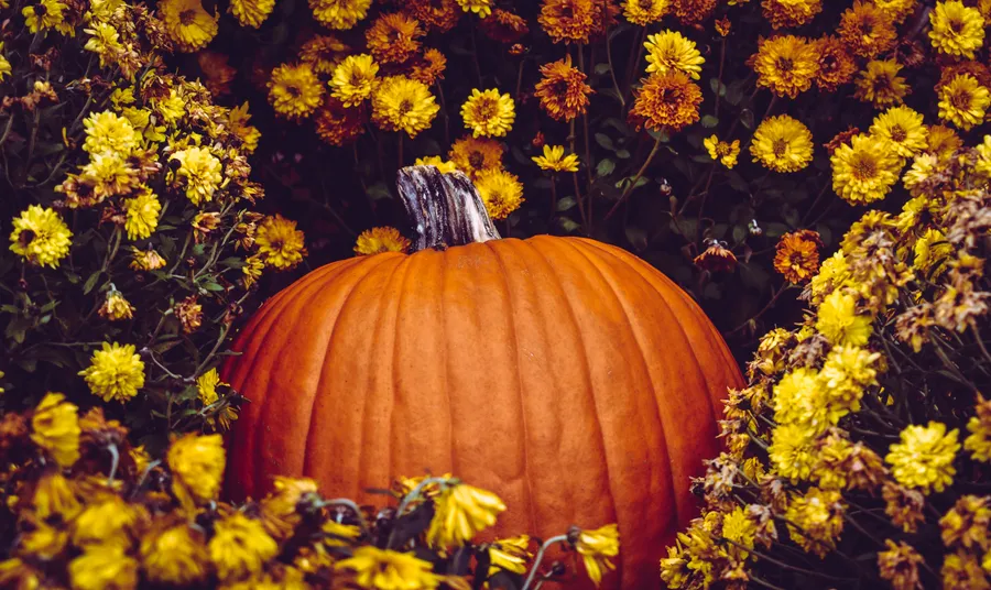 Pumpkin Patch Pictures