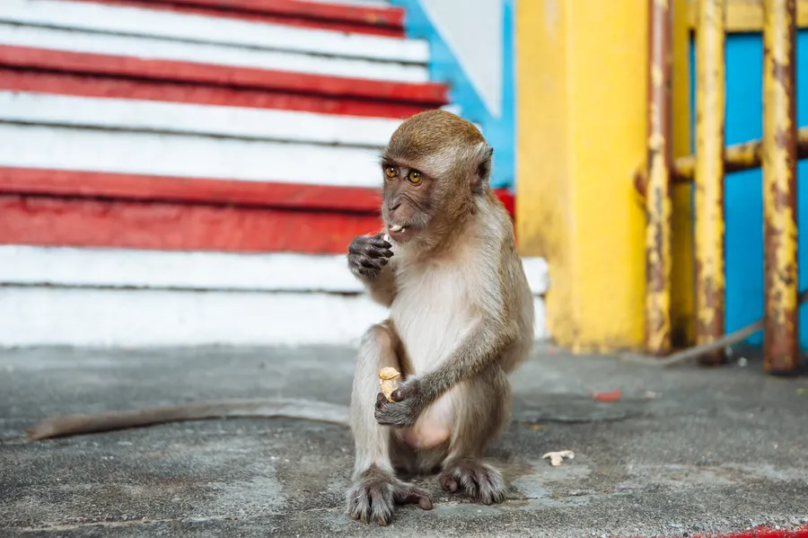 Funny Monkey Eating Chips