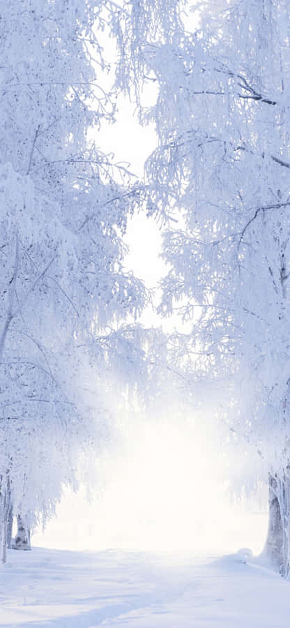 SchneebedeckterWeg iPhone XS Max Winter-Hintergrund