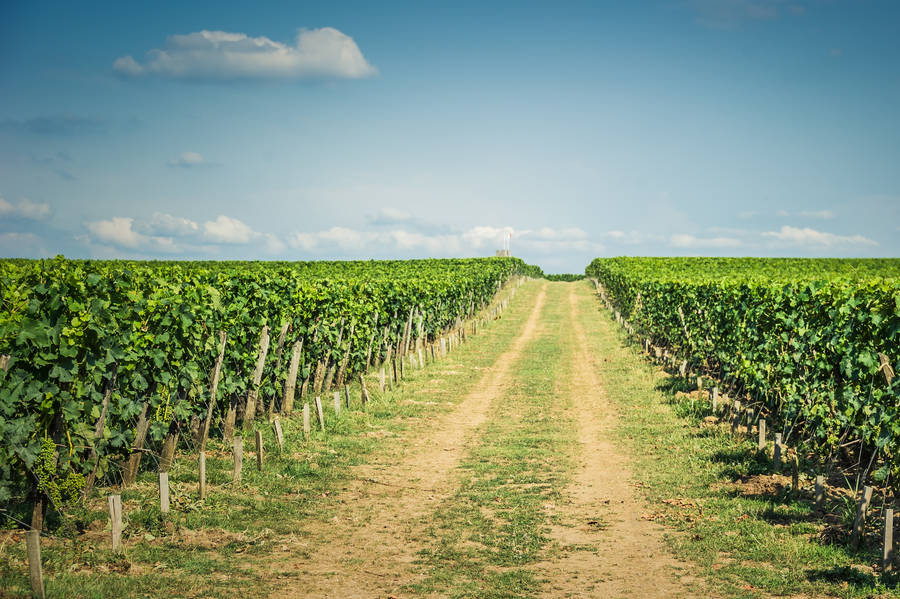 Beau chemin de vigne dans une ferme de vignoble