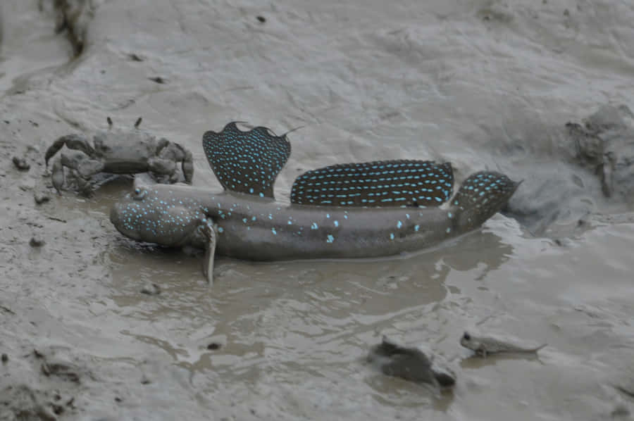 Mudskipper em Habitat Lamacento.jpg