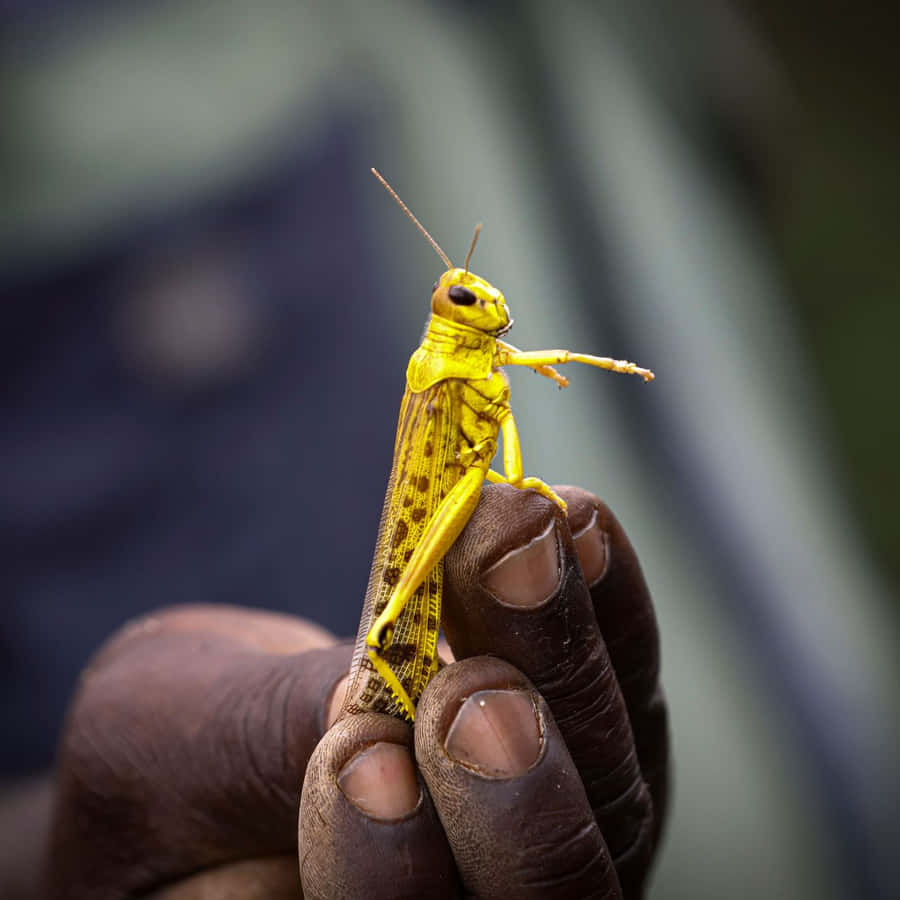 Gafanhoto Amarelo na Mão Humana