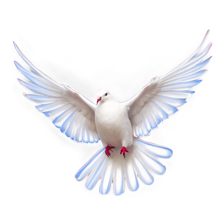 White Dove with Sun Rays PNG yjt28