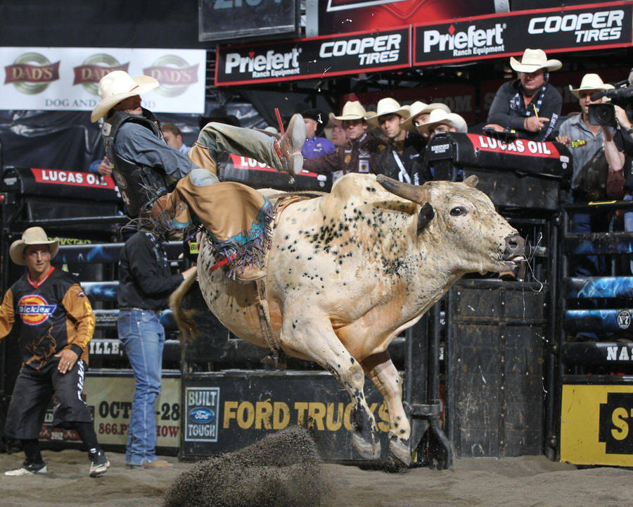 Bull Ridning 1800 x 1440