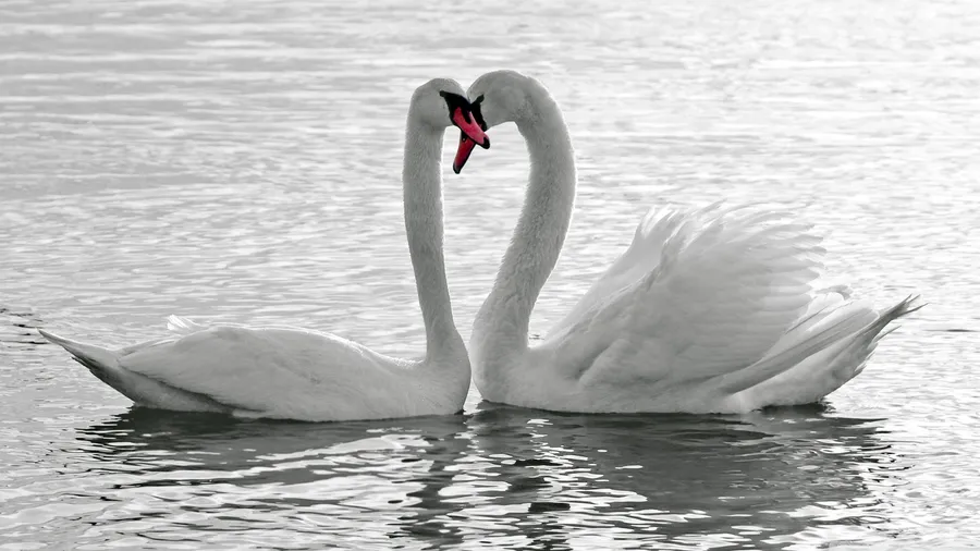 Pure White Swans