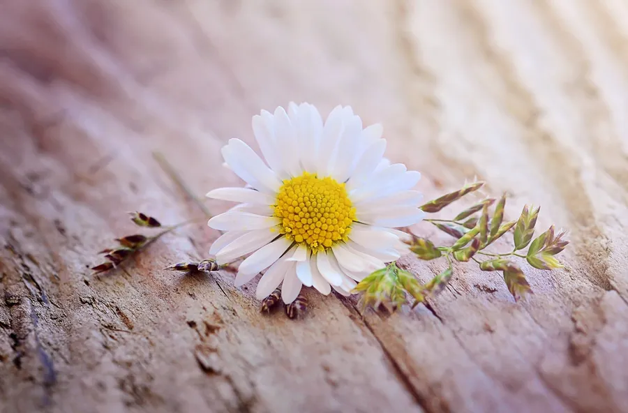 Daisy Laptop