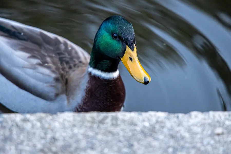 Duck background