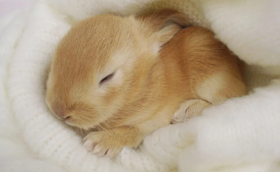 Bunny background