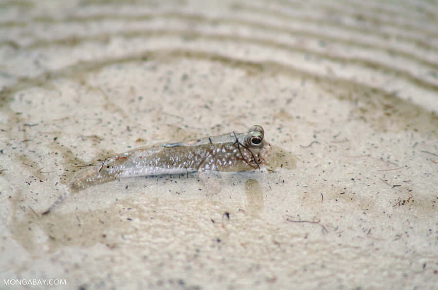 Mudskipper på Våd Sand
