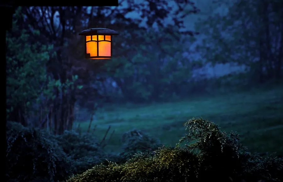 Night Forest