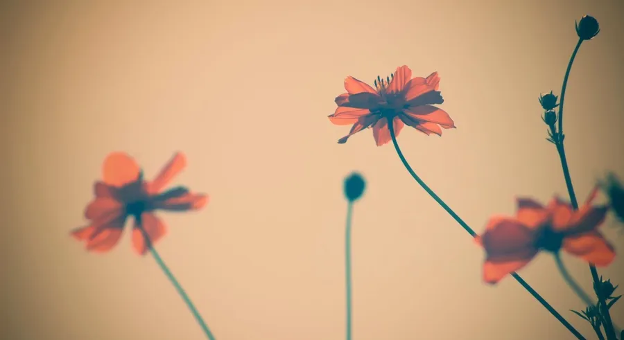 Flowers Background