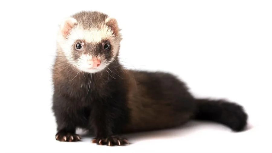 Ferret background