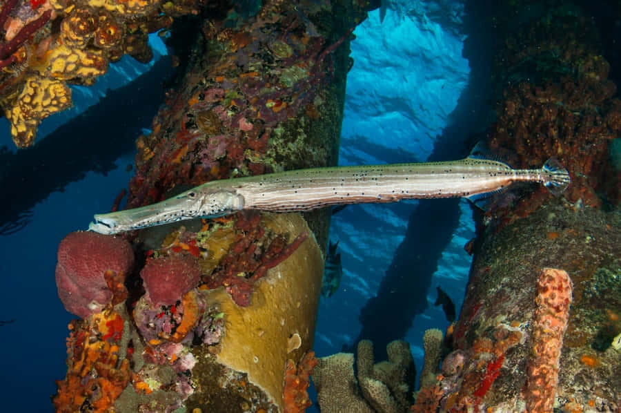 Un pesce trombetta che esplora una vibrante barriera corallina.