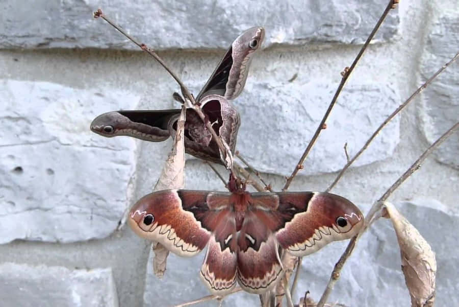 Promethea-Motte mit Ausgebreiteten Flügeln
