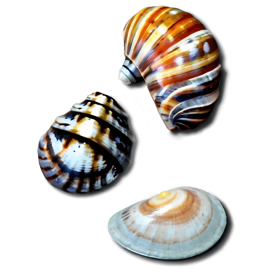 Shell Collection PNG 62