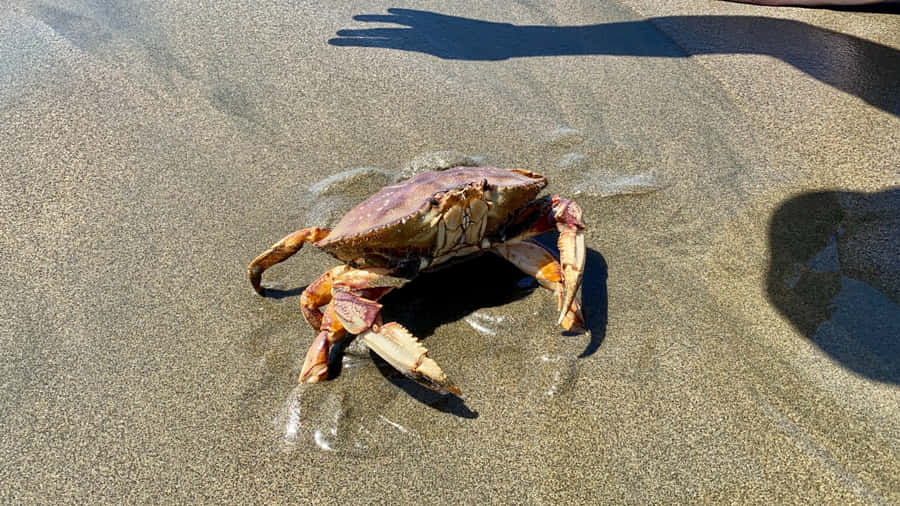 Caranguejo Dungeness na Praia de Areia