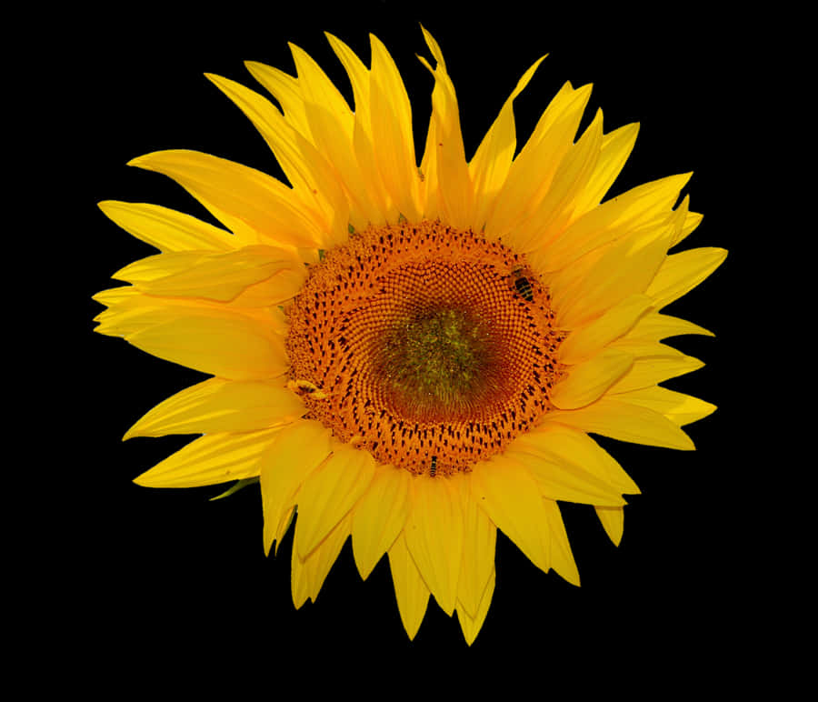 Vibrant Sunflower Against Black Background.jpg