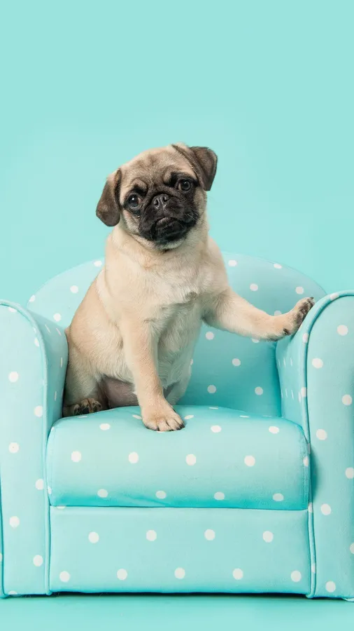 Pug