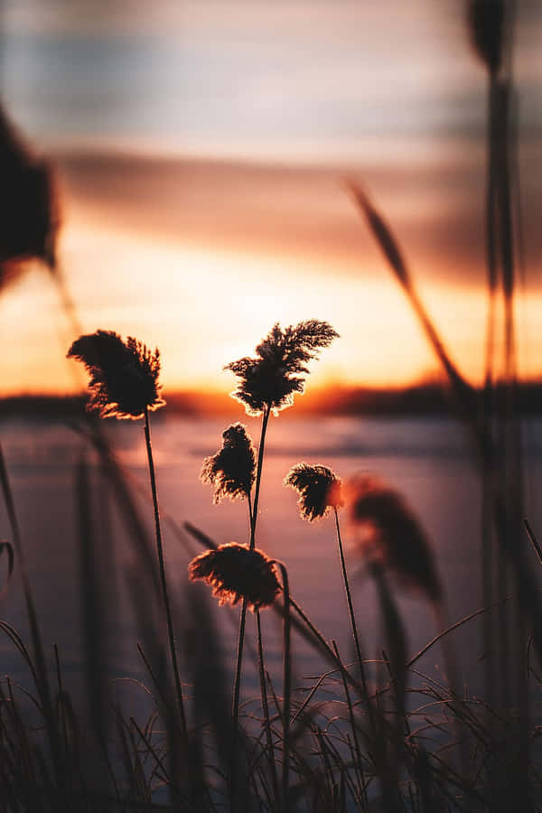 Pampas Grass