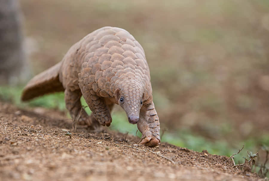 Pangolin Pictures | Download Free Images on Unsplash