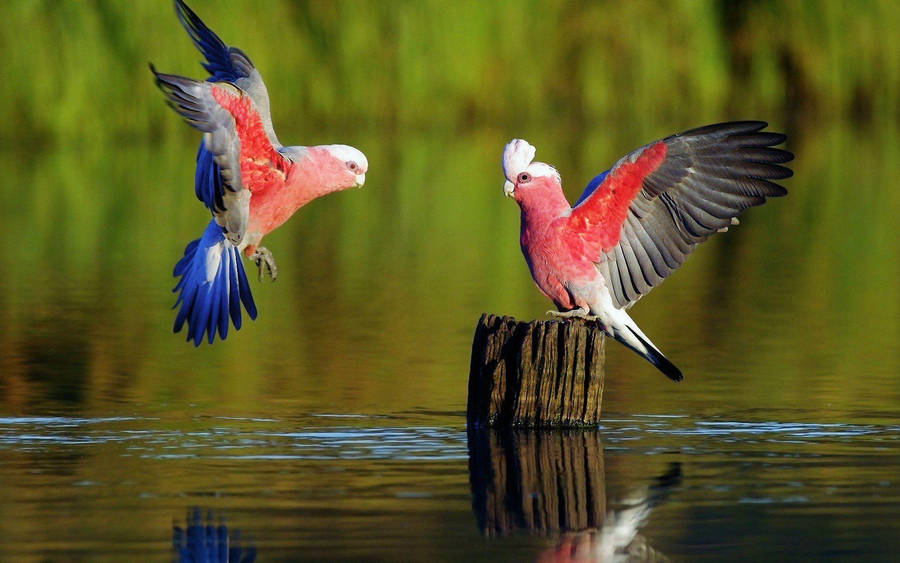 To Galah papegøjer siddende på en grene mod en rød baggrund. Wallpapers
