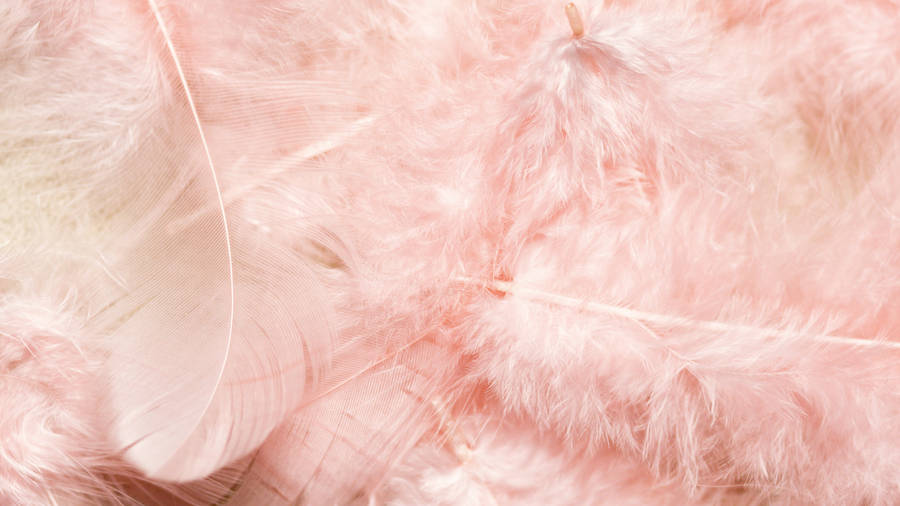 Download Pastel Pink Feathers Wallpaper | Wallpapers.com