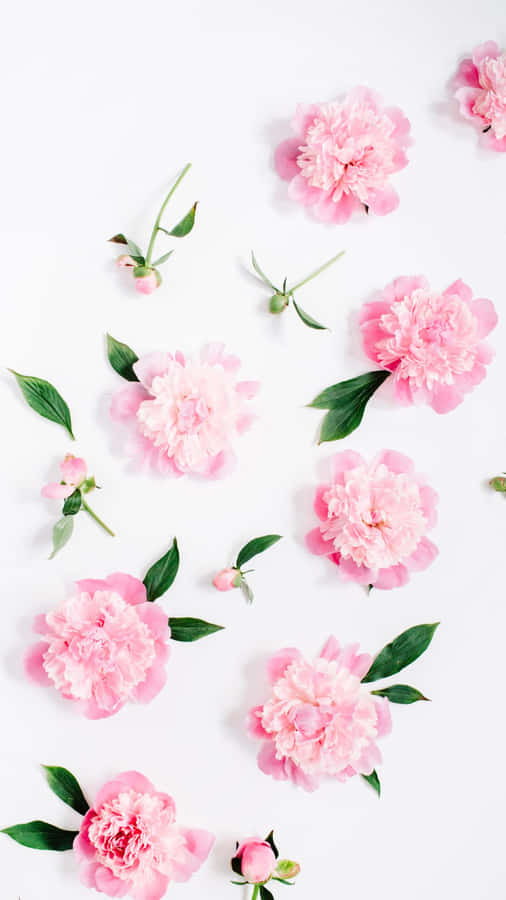 Pattern Background