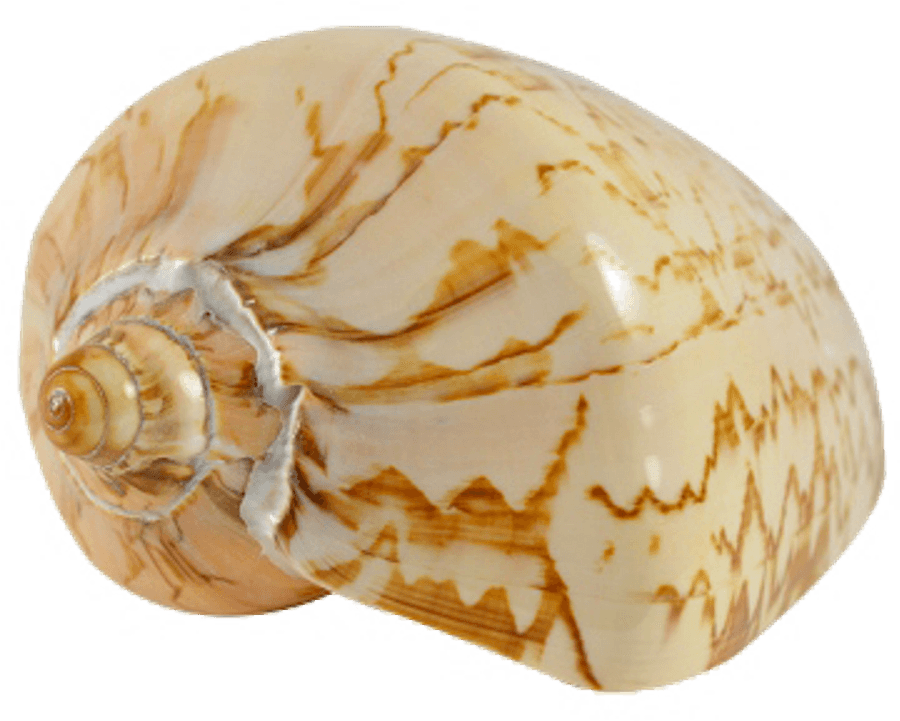 Patterned Seashell Spiral