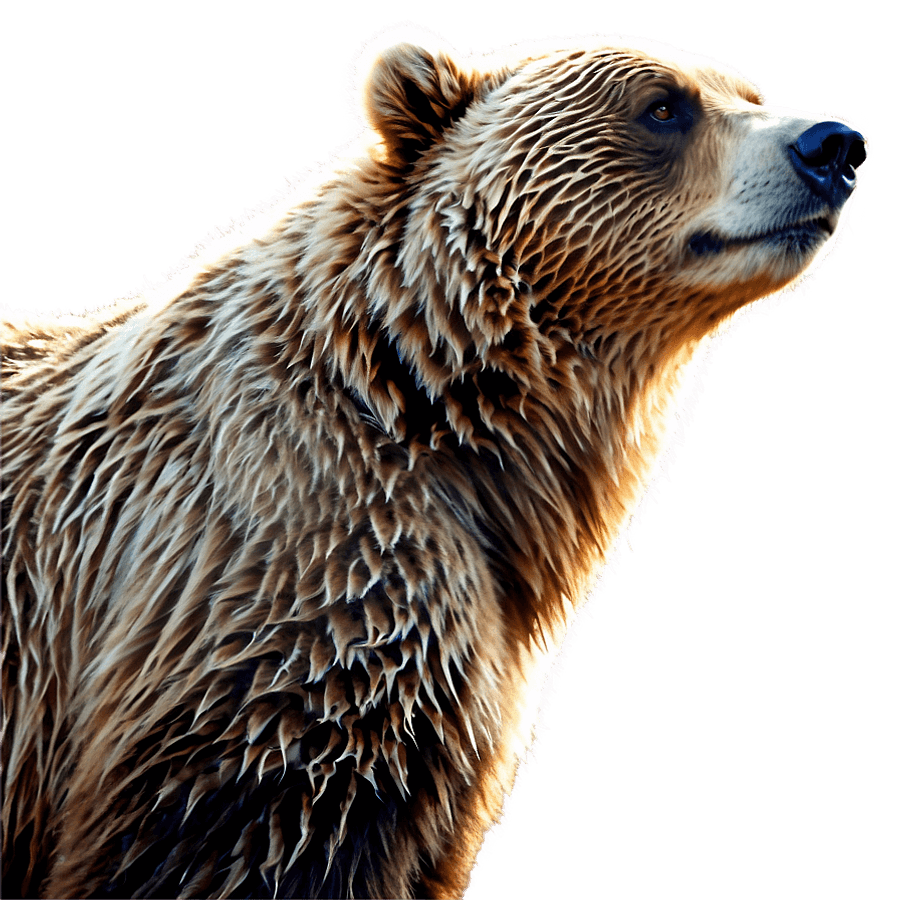 Grizzly Bear Profile View PNG 06112024