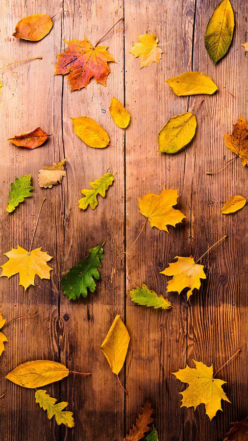 Bakgrundsbildertill både dator och mobil är mycket populära idag. För en naturlig känsla passar motiv som lövträd på tapeten. Vilket gör "Vibrant Green Maple Leaves Fall iPhone" till ett utmärkt val. På svenska skulle det kunna översättas till "Levande gröna löv faller från lönn på iPhone." Det ger en känsla av hösten och natur i din ficka!