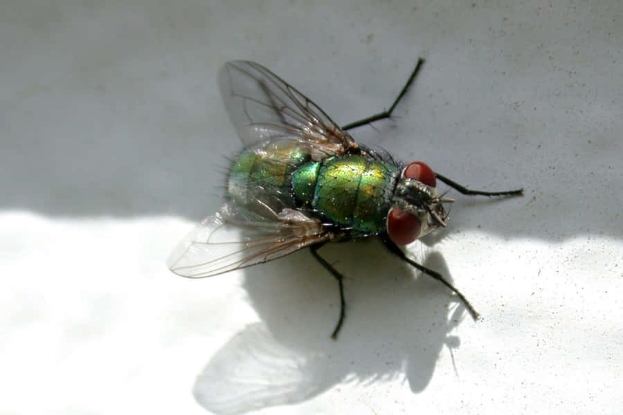 Close Up de Mosca Doméstica