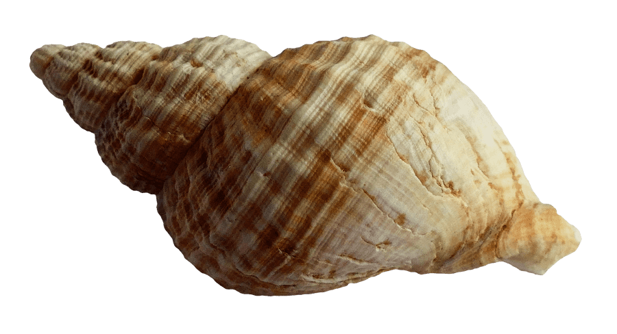 Spiraled Seashell Isolated