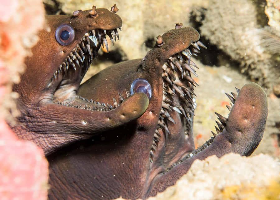 Murena Viperina con Denti Scoperti