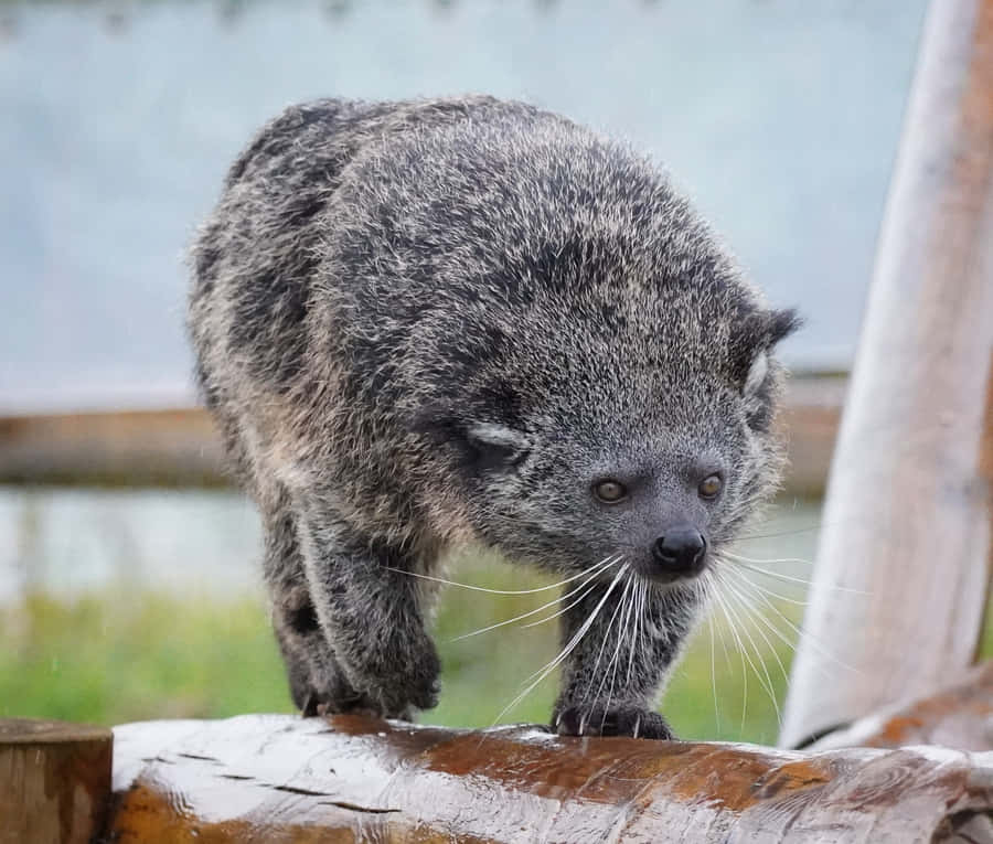 Binturong auf einem Baumstamm
