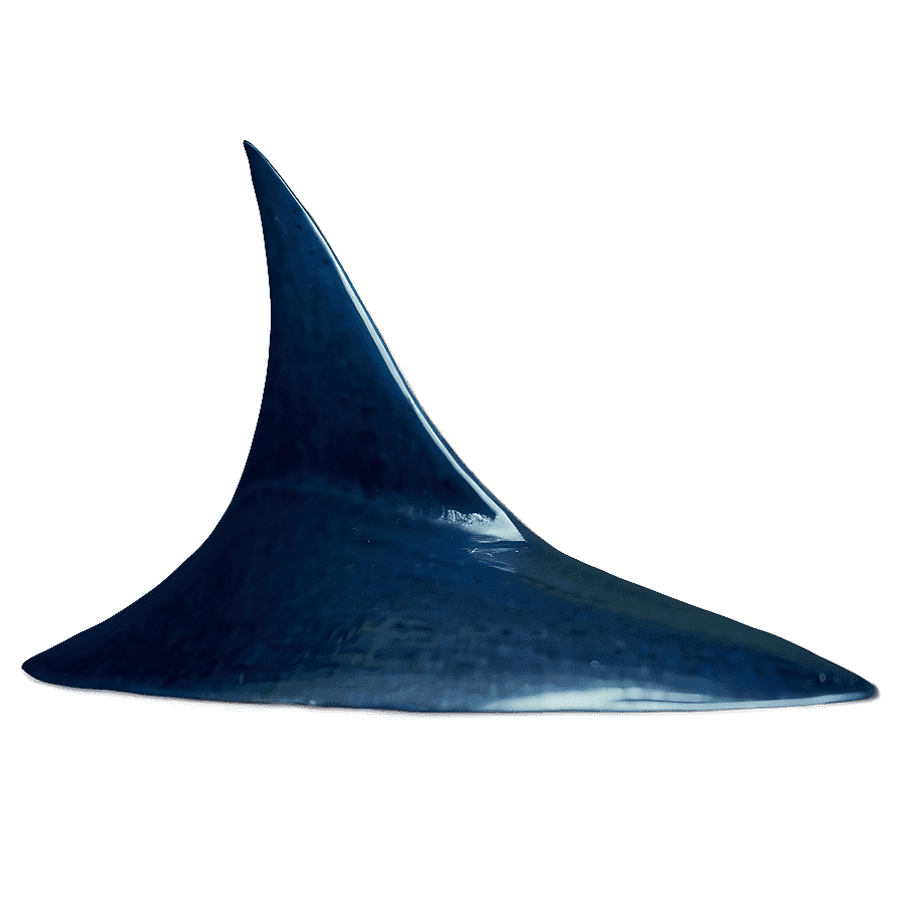 shark fin c